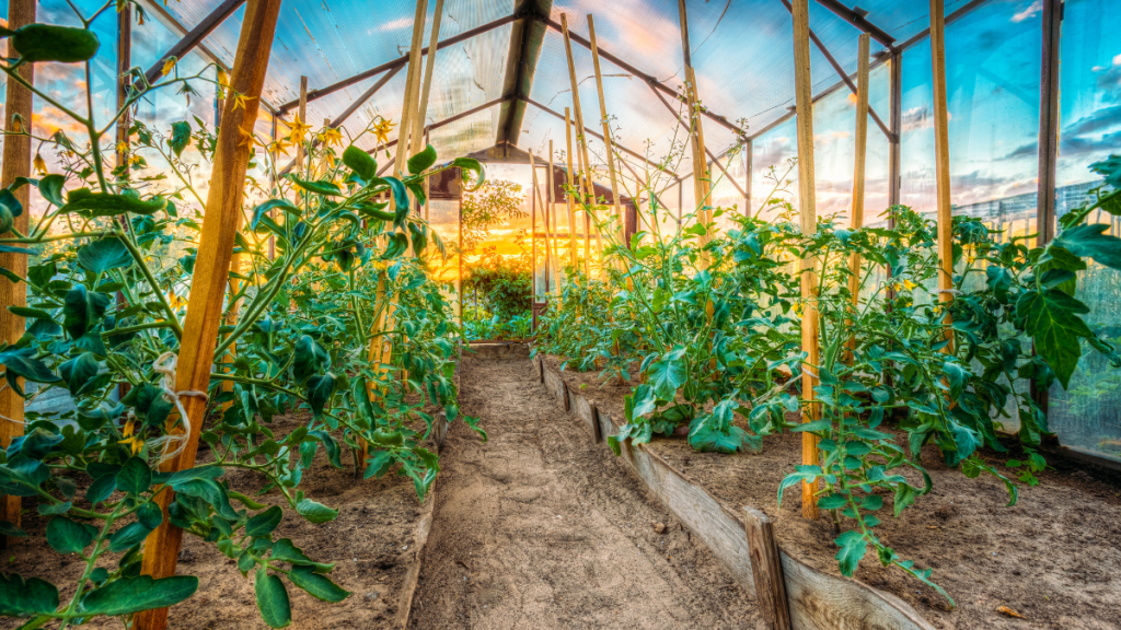 Huertos urbanos, una opción para consumir alimentos libres de herbicidas y&nbsp;agroquímicos