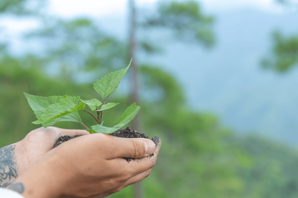 La COP16 en Cali: Una Oportunidad para la Biodiversidad&nbsp;Global