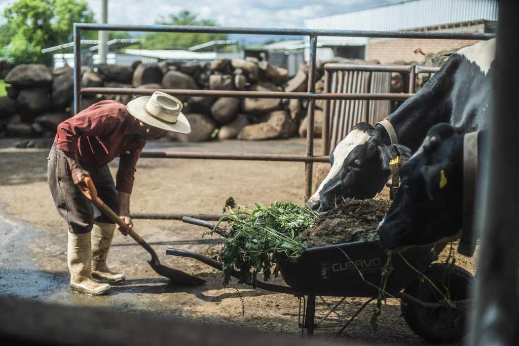 Proyecto Margarita: 15 años de innovación y compromiso con la leche&nbsp;mexicana