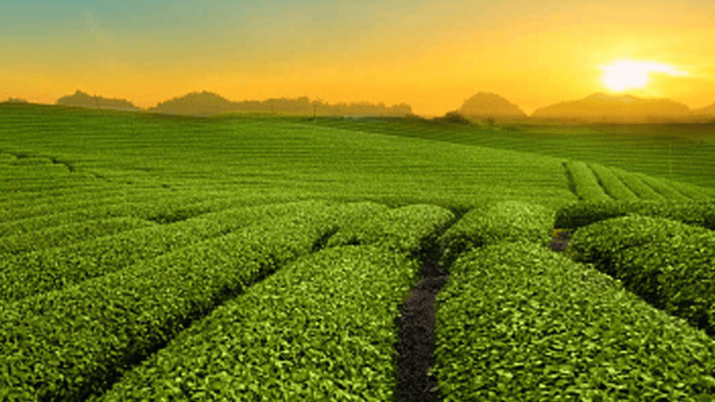 Unilever impulsa soluciones sustentables para el planeta y la&nbsp;sociedad