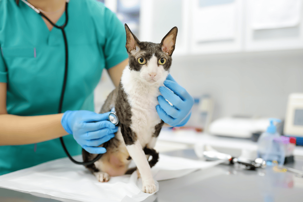 Más de 50 mil Médicos Veterinarios en México cuidan la salud animal y promueven el bienestar de las&nbsp;personas