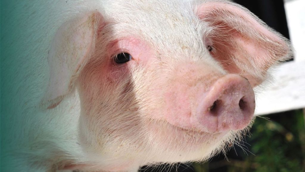 Grupo Bachoco fortalece su compromiso con el bienestar animal con nuevas certificaciones internacionales 