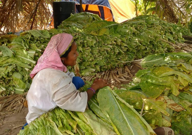 Aumentar impuestos al cigarro golpeará toda la cadena productiva del tabaco:&nbsp;Productores
